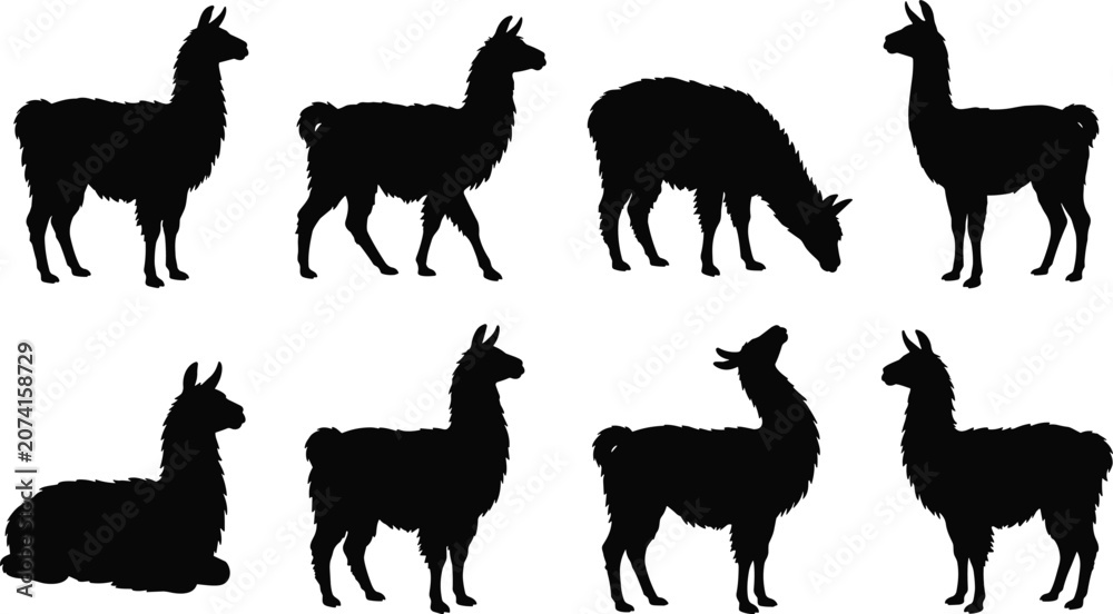 Fototapeta premium Llama Silhouette Collection with Standing Walking Grazing and Resting Camelid Animal Poses