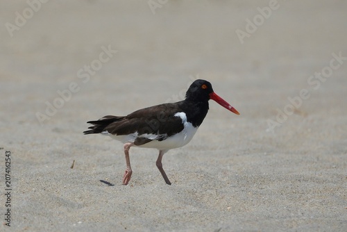 Canvastavla American oystercatcher on Sandy Hook Beach in New Jersey.