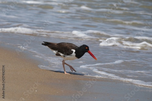 Foto American oystercatcher on Sandy Hook Beach in New Jersey.