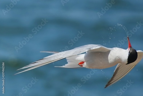 Obraz na plátně A common tern acrobatically spits out water in flight.