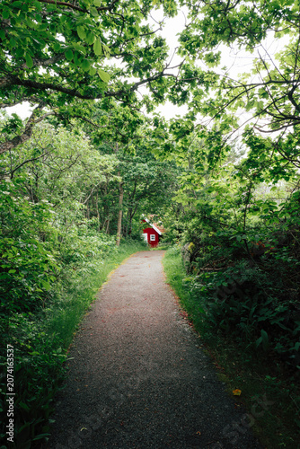 Forest with red cottage