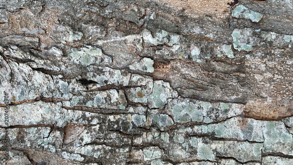 Fototapeta premium Rough tree bark texture with green lichen background