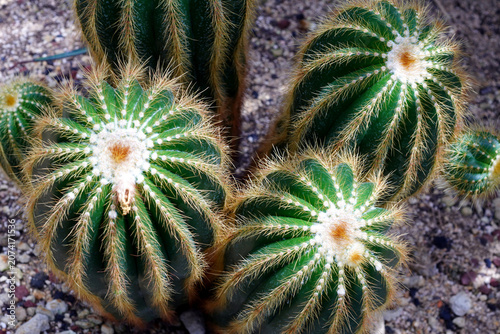Foto green cactus and countless thorns