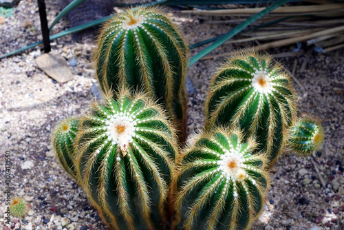 Foto blue cactus and countless thorns
