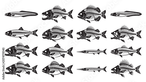Fotografie Fish Set with Black Line Art Illustrations Showing Different Species and Stylize