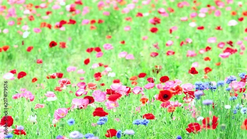 風に揺れるポピー