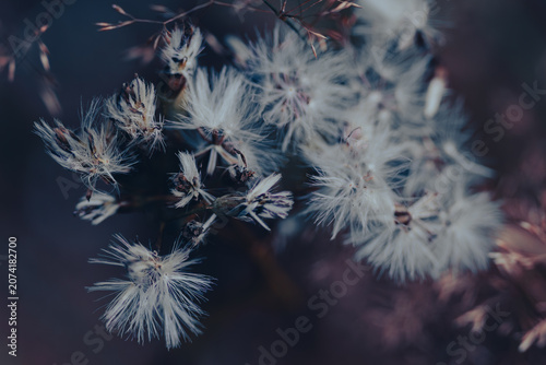 Delicate wildflower seeds with soft dreamy bokeh