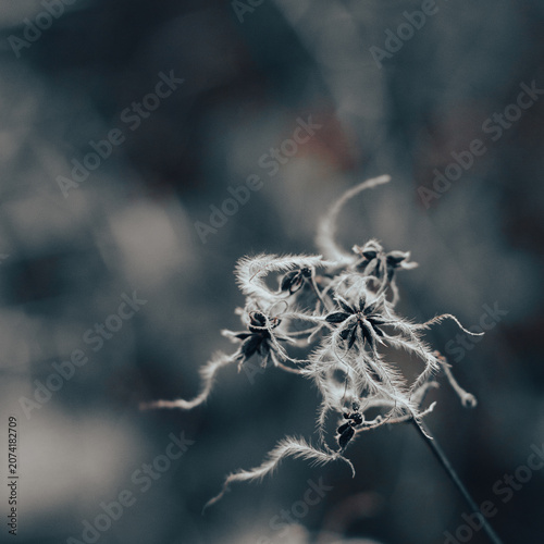 Feathery seed heads with abstract natural background