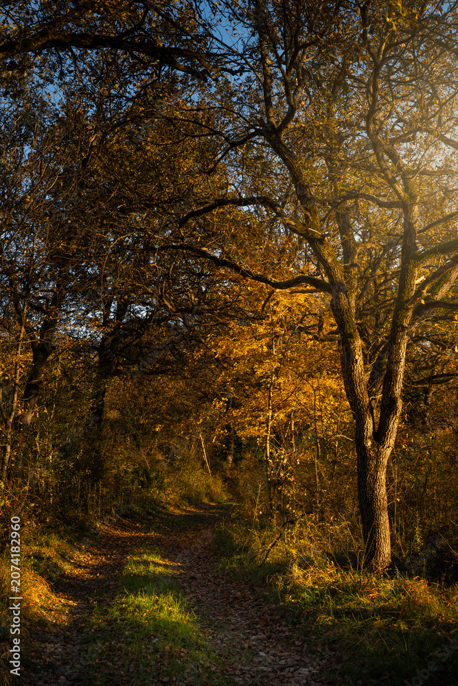 Fototapeta premium Autumn in the forest, Italy