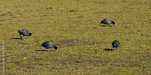 Canvas Print eurasian coots foraging in a green field the marsh in Bourgoyen nature reserve -