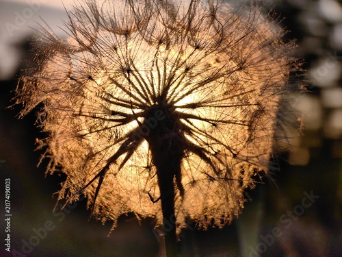 Принти на полотні Macro photograph of a dandelion seed head silhouette against a warm golden sunset
