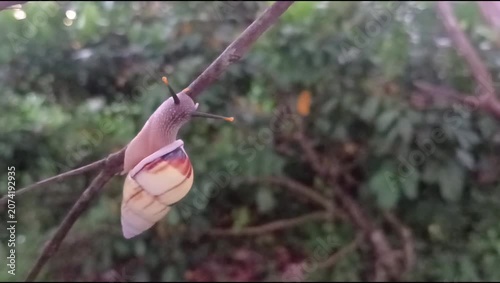 macro fauna tree snail (amphidromus perversus) languishing on a branch, ancient philosophy slowly as long as it is implemented or achieved