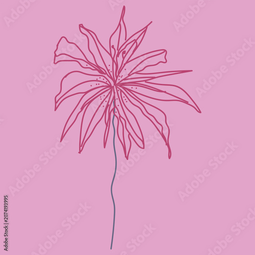 Red flower outline on pink background, vector botanical illustration, floral poster