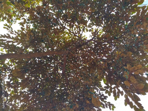 Looking up through lush green and brown tree canopy, sunlight filtering through leaves and branches