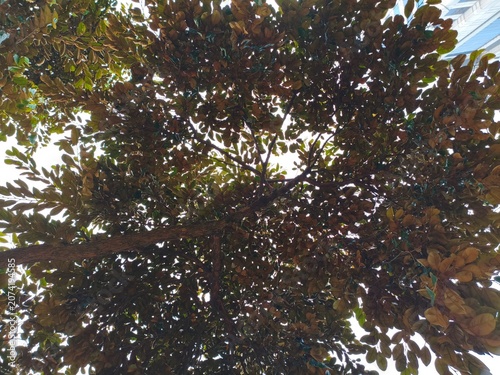 Looking up through dense tree canopy with leaves changing color against bright sky and building