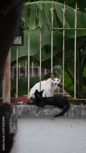 Obraz na plátně Two cats are situated on a concrete ledge behind a rusty metal fence, with large