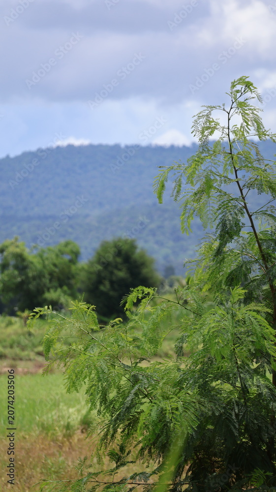 Fototapeta premium The image features a lush, green landscape with a prominent tree in the foreground, its leaves and branches extending upward