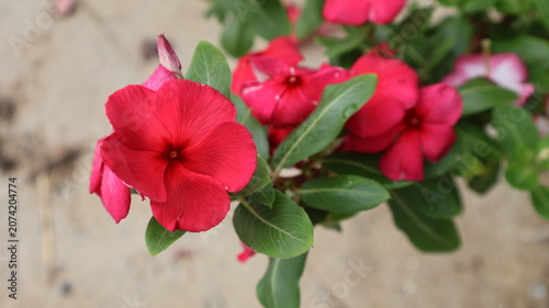 Fotografie The image features a cluster of vibrant red flowers with delicate, velvety petals