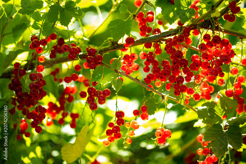 Background of red currant bush. Sweet red berries in the sunlight. Natural summer vibe.