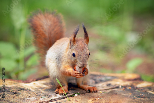 Fényképezés A forest squirrel holds a nut in its paws; the rodent is gnawing on the nut
