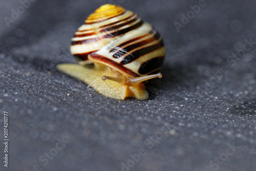 escargot