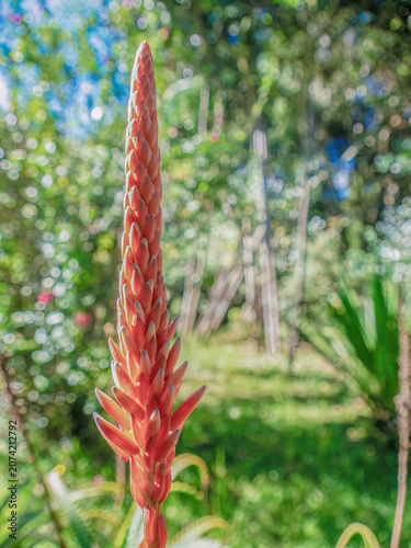 Candelabra aloe raceme in the early stage of inflorescence