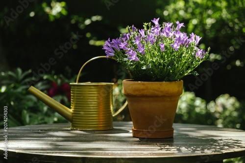 Gardening, plants care, garden maintenance. Potted purple bellflowers and watering can on wooden table in summer garden. 