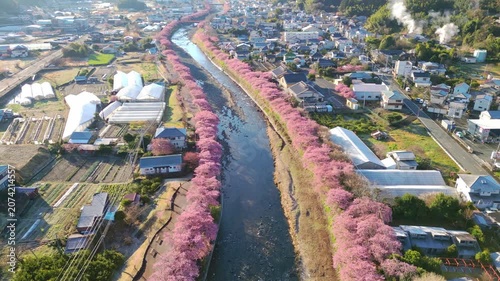 河津桜　空撮　静岡県　河津町