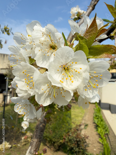 close-up of cherry blossoms