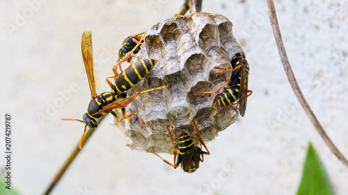 フタモンアシナガバチの女王蜂　‐Polistes chinensis‐