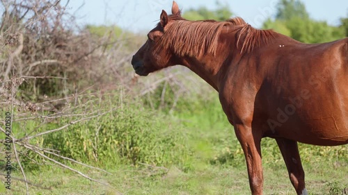 Brown horse standing in a meadow during the golden hour. Herbivore animal grazing in a field. Rural livestock scenery, nature landscape with domestic mammal pet.