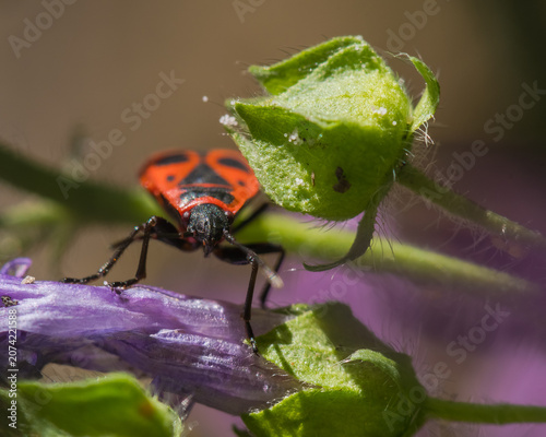 A European Firebug (Pyrrhocoris apterus) is Walking on a Violet Flower in Search for Pollen