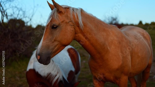 Palomino horse stands in a meadow at sunset. Chestnut and white horse grazing in the background. Rural landscape with animals in nature during golden hour time.