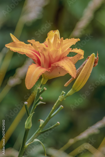 Orange daylily flower and a bud growing in a garden