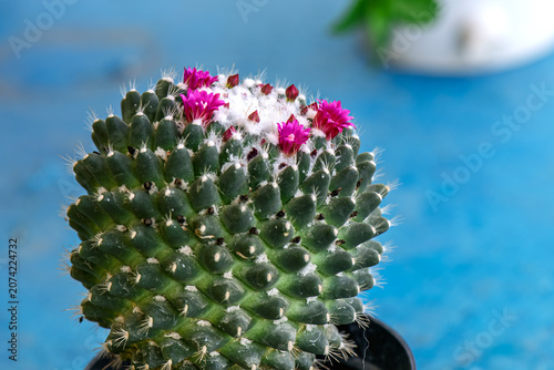 Beautiful blooming Mammillaria polythele cactus with pink flowers on blue background.