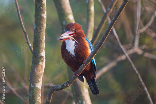 Obraz na płótnie White-throated Kingfisher (Halcyon smyrnensis) perched on a tree branch holding a small fish in its bill