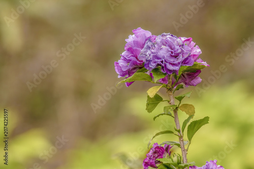 Two rose of Sharon double flowers illuminated by the morning light