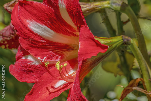 Red and white lily flower illuminated by the morning sun