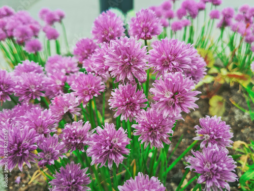 Purple Chives (Allium schoenoprasum) flowers grown in spring ornamental garden