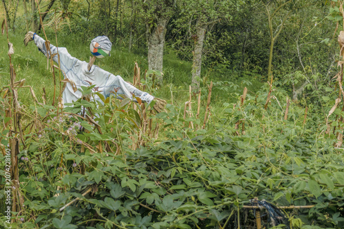 A scarecrow made with a baseball cap, an old shirt and a volleyball ball