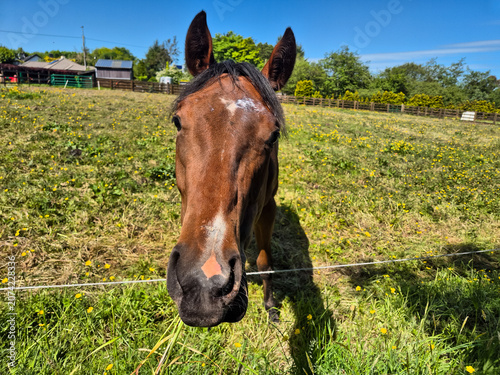 Fotografie Brown horse standing in sunny pasture