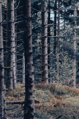 Dense conifer forest with tree trunks in natural woodland