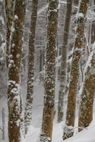 Snow-covered forest with frosted tree trunks in winter