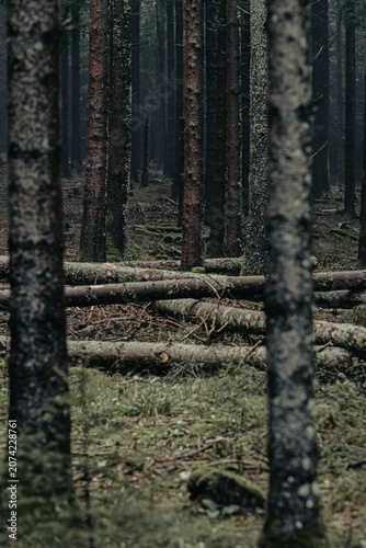 Mysterious dark forest with fallen trees and mossy woodland