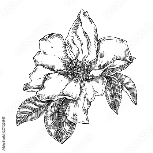 Photos Detailed dog rose flower sketch