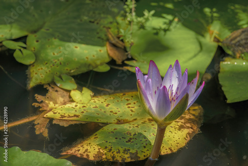 A half opened water lily partially illuminated by the light of the morning sun