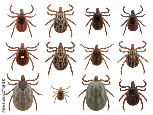Various species of ticks on white background, showcasing different types and sizes