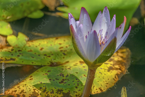 A half opened water lily partially illuminated by the light of the morning sun