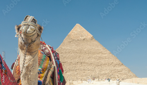 Tableau sur toile Frontal view of a colorful camel, in the Giza plateau, Cairo, Egypt, in front of the Khafre pyramid (also known as Chephren pyramid)