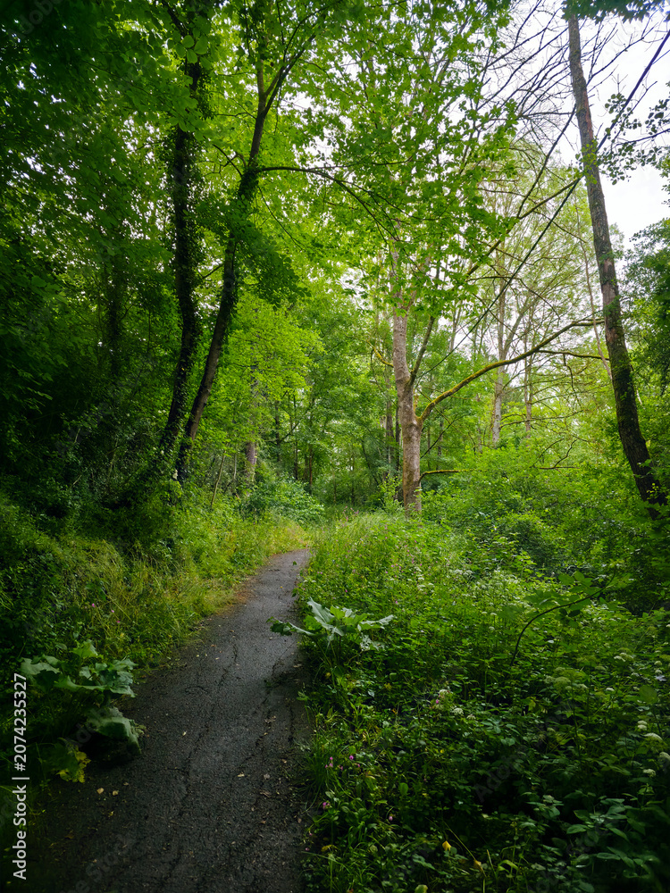 Fototapeta premium germany, jungle like hiking trail winding through dense green forest with lush plants creating magical summer adventure atmosphere